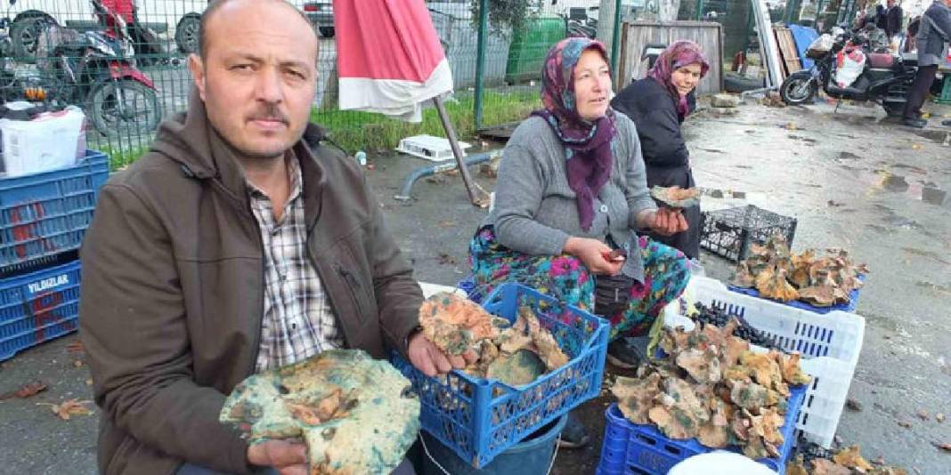 Yağmurun bereketi resmen fışkırdı! Ormanlar doldu, tezgahlar süslendi: 400’den 100 TL’ye düşen fiyat güldürdü 3